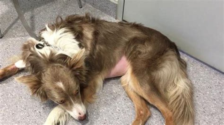 Question: Does Prednisone Cause Increased Urination In Dogs