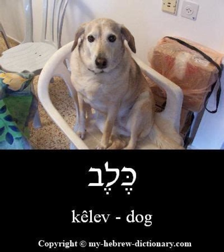 Question: How Do Say Bad Dog In Hebrew