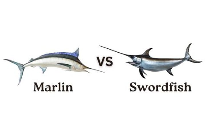 Question: How Fast Is A Marlin