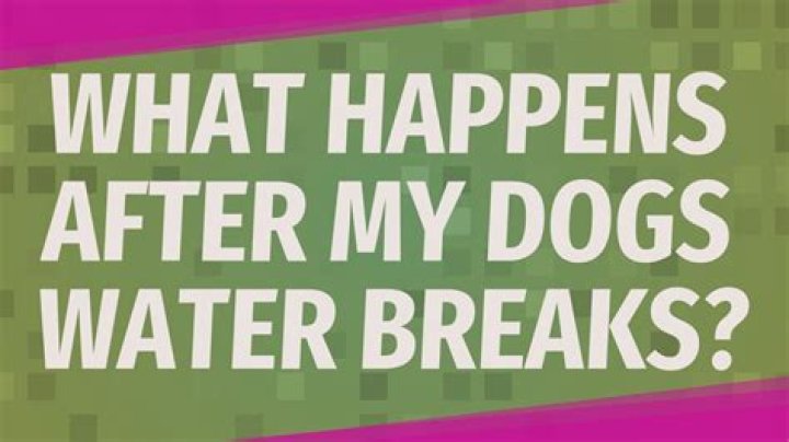Question: How Long After Dog Water Breaks