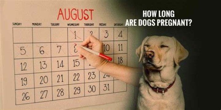 Question: How Long Are Cattle Dogs Pregnant For