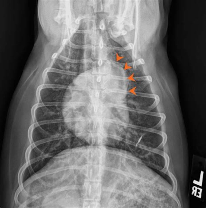 Question: How Long Can Dogs Live With Pulmonary Hypertension