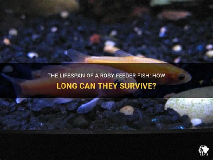 Question: How Long Do Feeder Fish Live For