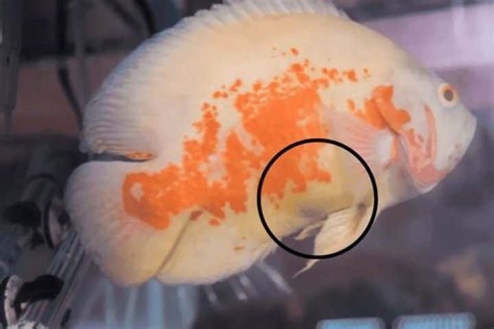 Question: How Long Do Oscar Fish Eggs Take To Hatch