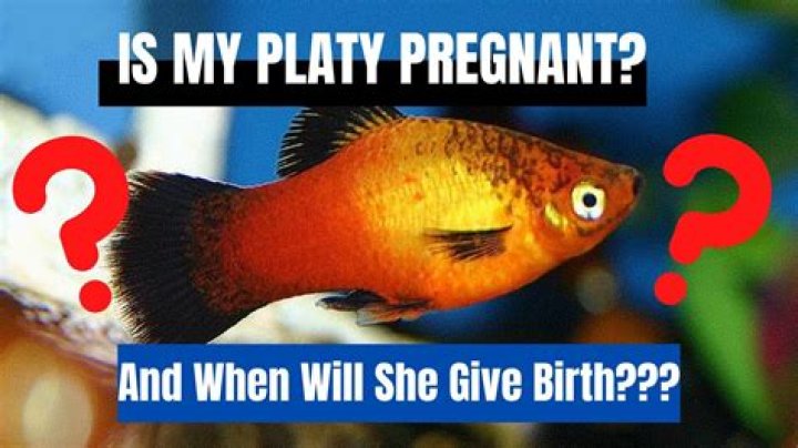 Question: How Long Is A Platy Fish Pregnant