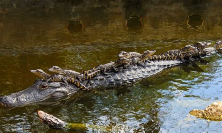 Question: How Long Is Alligator Hunting Season In Louisiana