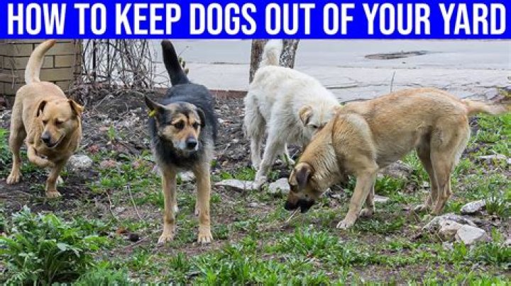 Question: How Long To Keep Dogs Off New Sod