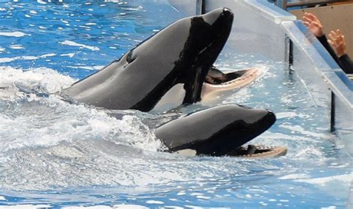 Question: How Many Seaworld Trainers Have Died