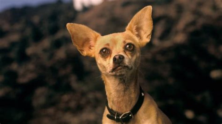 Question: How Much Are Taco Bell Dogs Worth