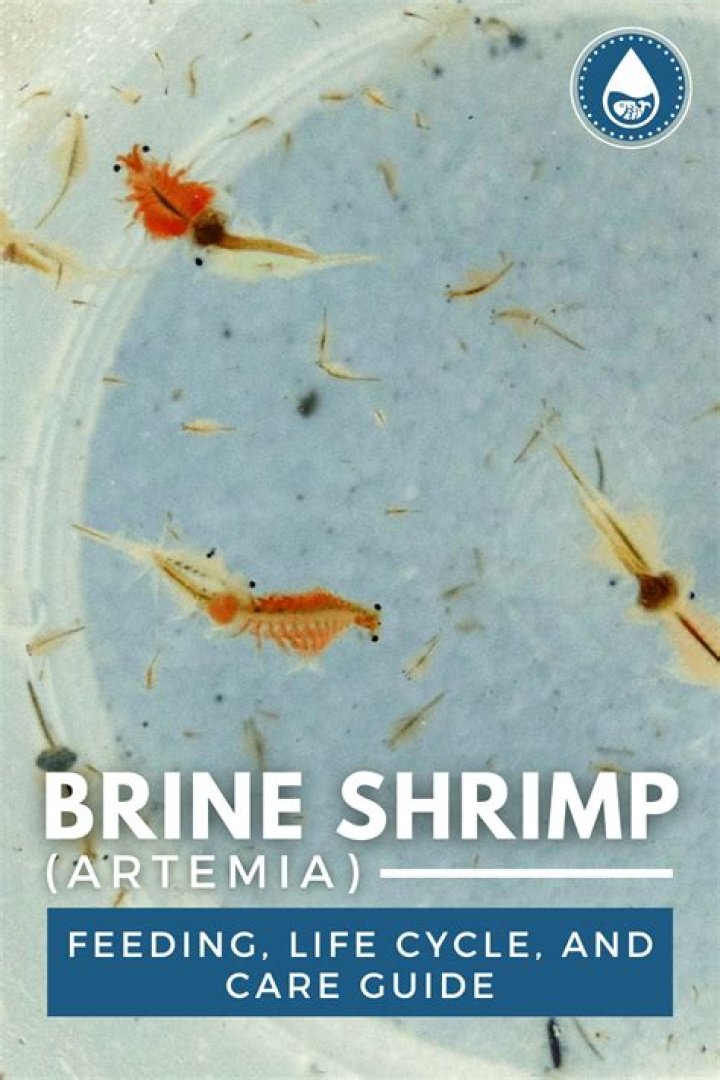 Question: How Much Brine Shrimp To Feed Fish