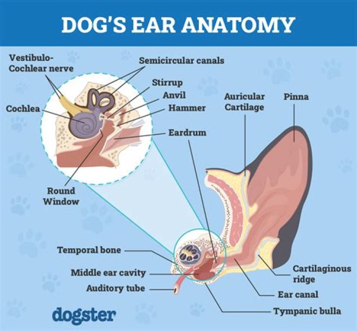 Question: How Much Does It Cost To Clip A Dog’s Ears