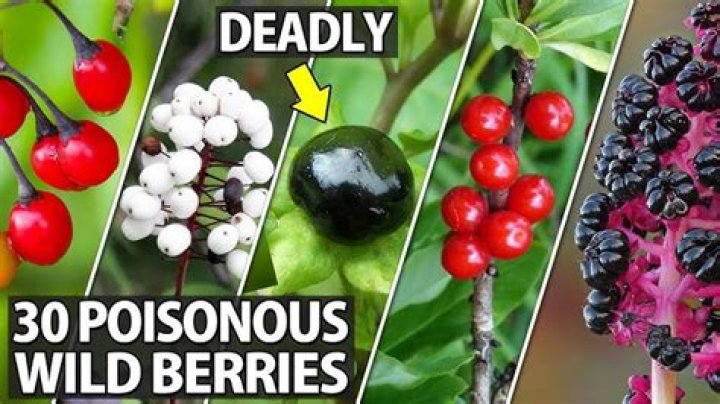 Question: How To Identify Poisonous Berries