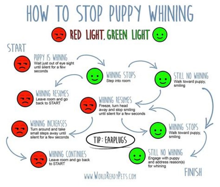 Question: How To Make A Male Dog Stop Whining