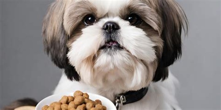 Question: Is Cesar Dog Food Good For Shih Tzu