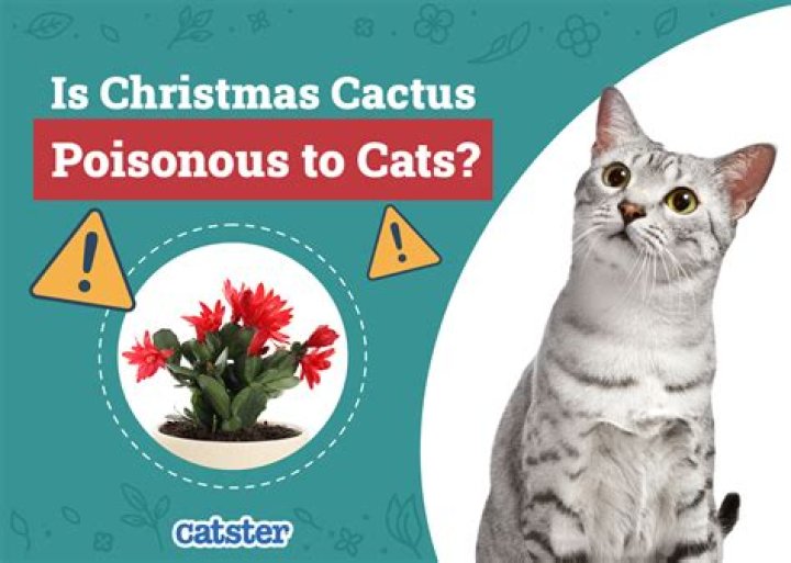 Question: Is Christmas Cactus Poisonous To Cats And Dogs