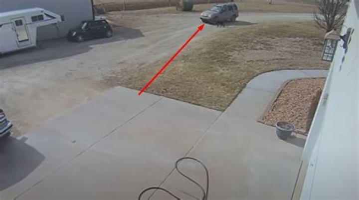 Question: Is It Illegal To Hit Your Dog