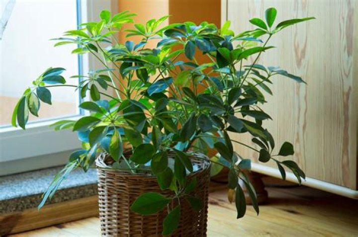 Question: Is Schefflera Toxic To Dogs