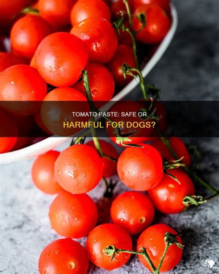 Question: Is Tomato Paste Safe For Dogs