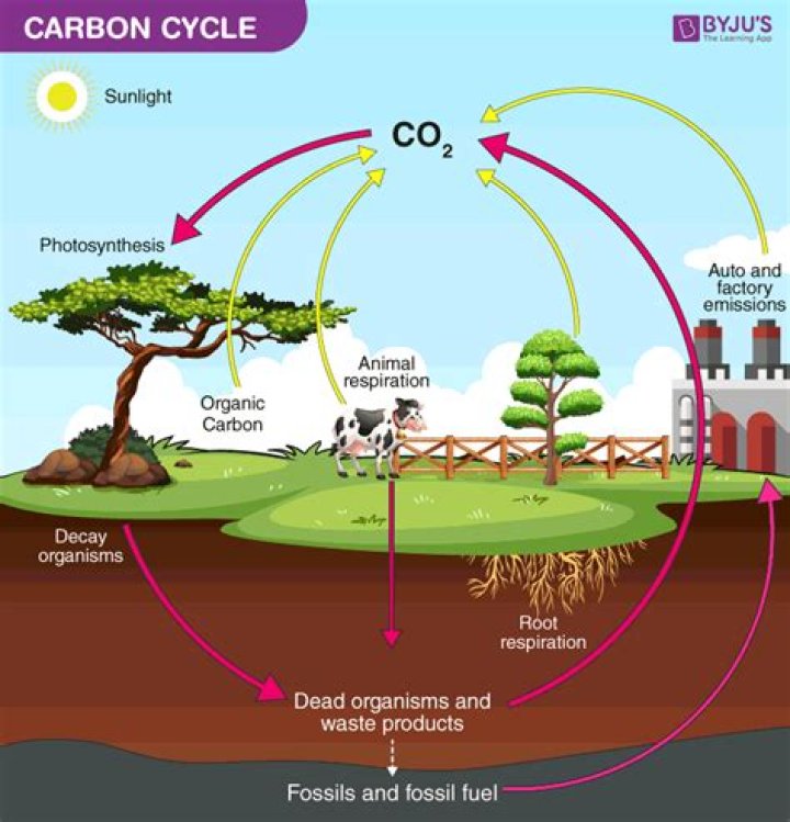 Question: What Do Detritus Feeders Contribute To The Carbon Cycle