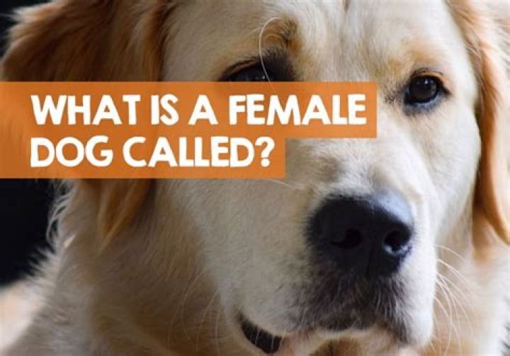 Question: What Do You Call Female Dog