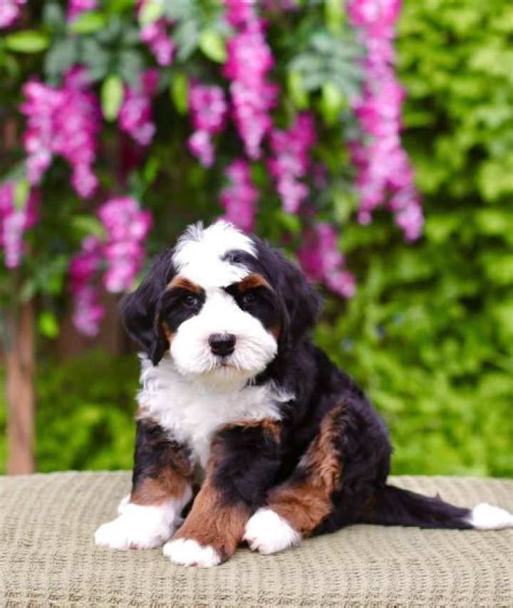 Question: What Gene Causes Blue Eyes In Bernese Mountain Dogs
