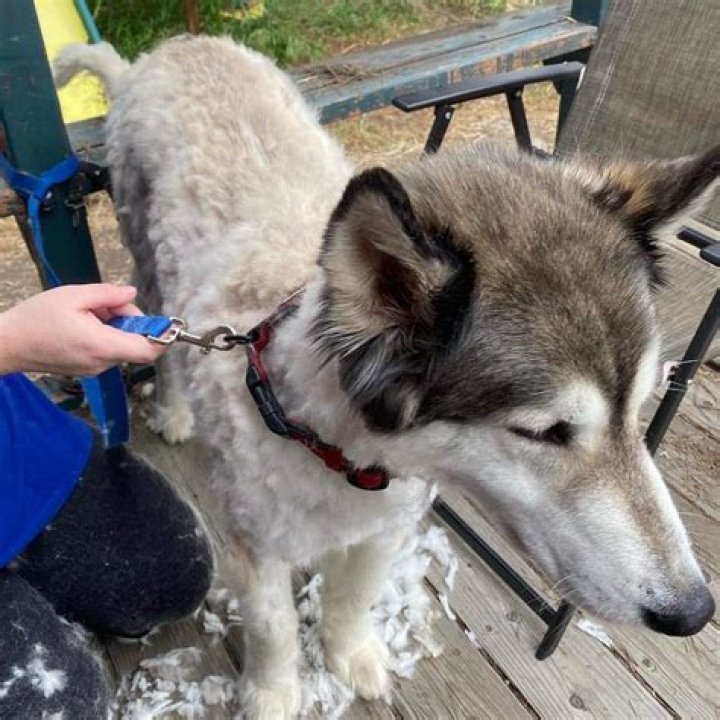 Question: What Happens When You Shave A Husky
