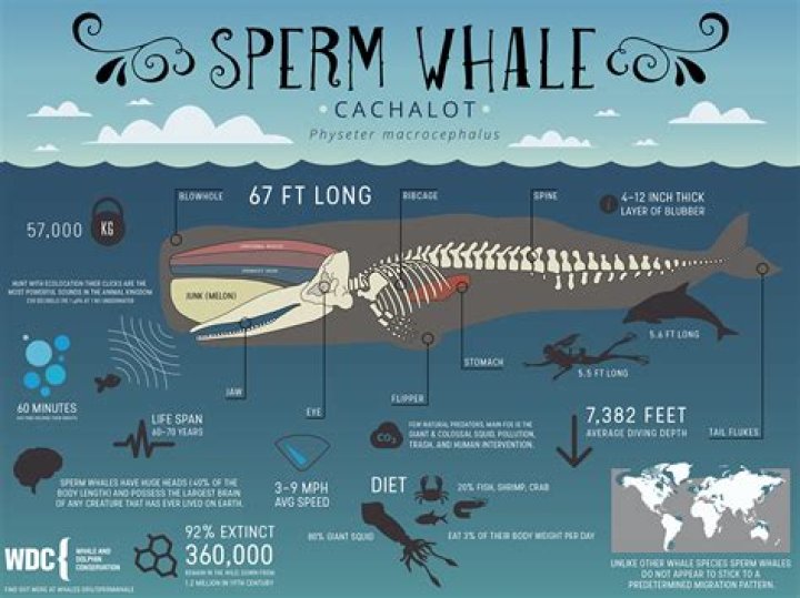 Question: What Is A Whales Vagina Called