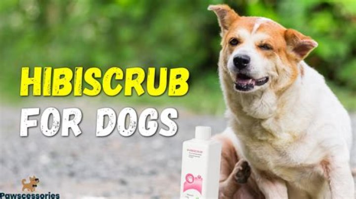 Question: What Is Hibiscrub For Dogs Used For