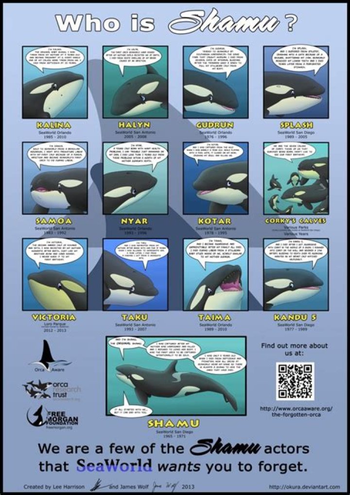 Question: What Is Shamu