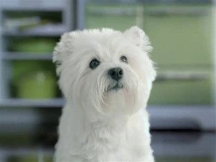 Question: What Kind Of Dog Is On The Cesar Commercial