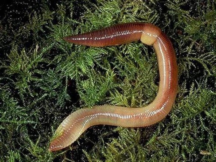 Question: Who Sells Nightcrawlers Near Me