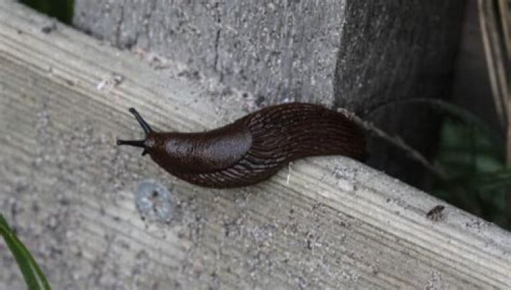 Question: Why Do Slugs Come Out At Night
