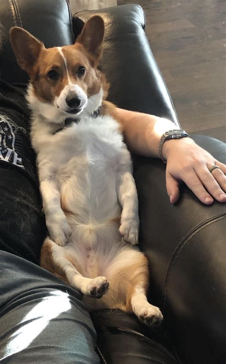 Question: Why Does My Dog Sit Like A Human