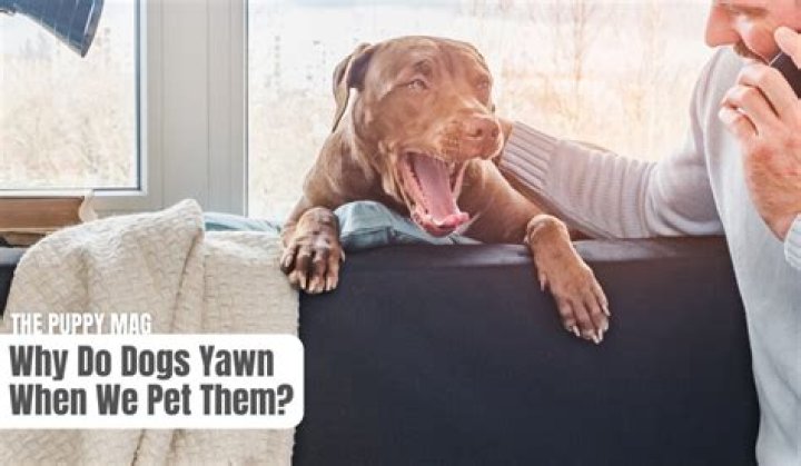 Question: Why Does My Dog Yawn When I Cuddle Him