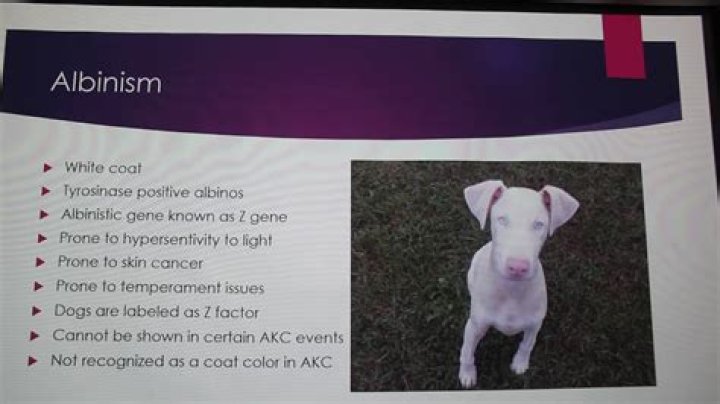 Question: Why Is Z Factor In Doberman Pincer Dogs Bad