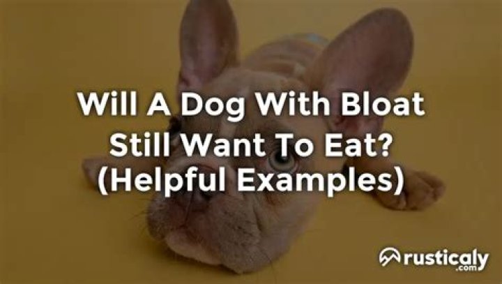 Question: Will A Dog With Bloat Still Want To Eat
