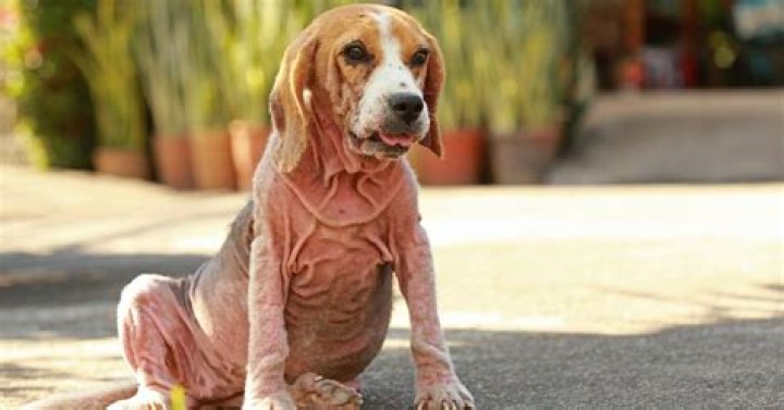 Question: Will Hydrogen Peroxide Get Tid Of Mange On My Dog