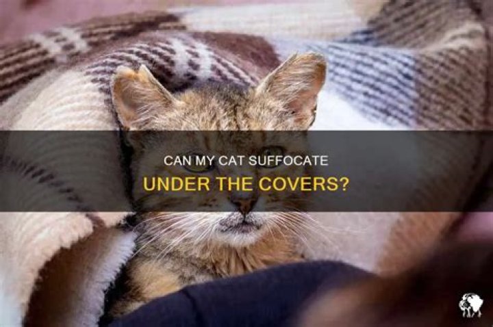Question: Will My Dog Suffocate Under The Covers