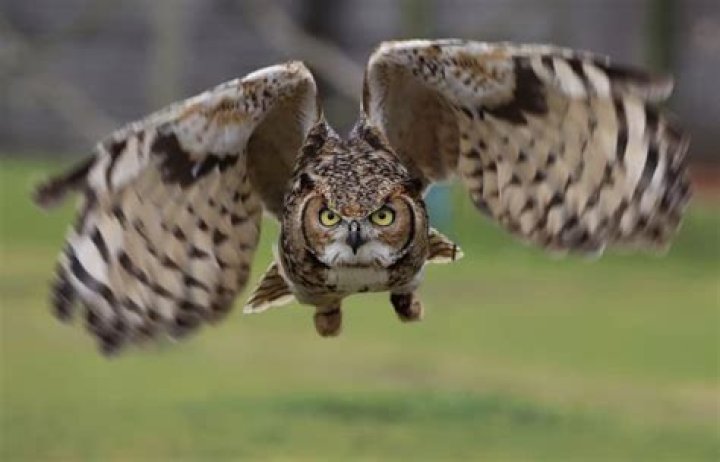 Question: Will Owls Try To Take Small Dogs