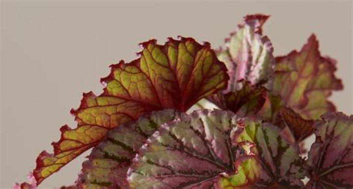 Quick Answer: Are Begonia Leaves Toxic To Dogs