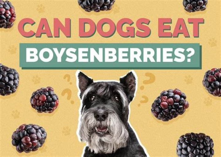 Quick Answer: Are Boysenberries Safe For Dogs