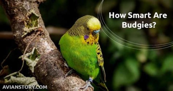 Quick Answer: Are Budgies Smarter Than Dogs