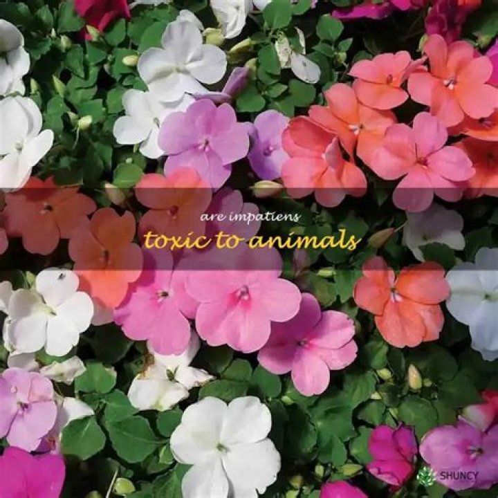 Quick Answer: Are Impatiens Toxic To Dogs