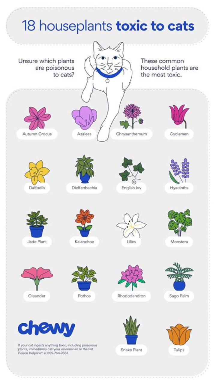 Quick Answer: Are Jasmine Plants Poisonous To Cats And Dogs