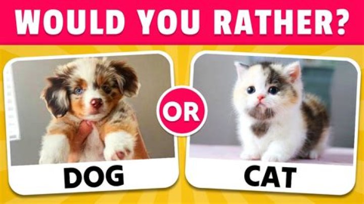 Quick Answer: Are Lions More Cat Or Dog