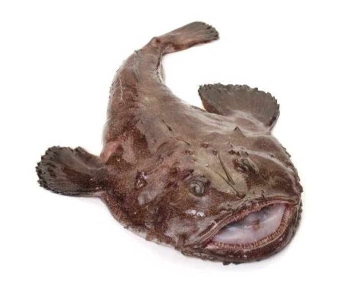 Quick Answer: Are Monkfish Bony Fish