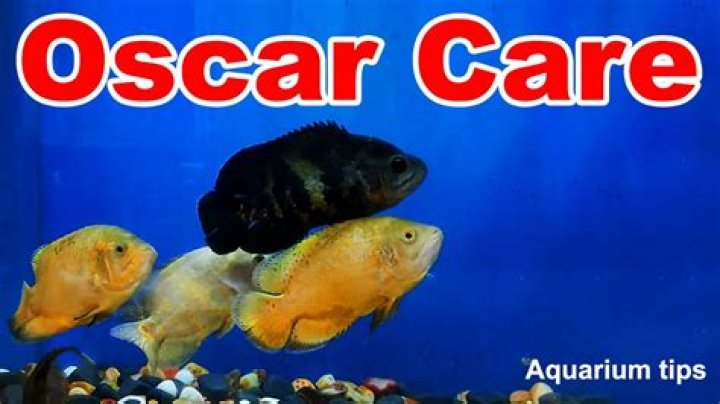 Quick Answer: Are Oscars Scaleless Fish