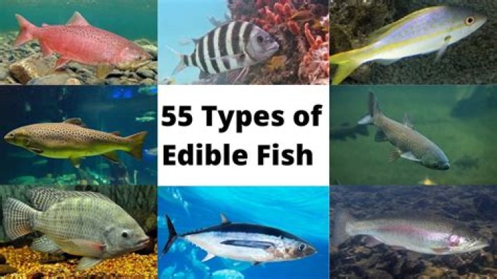 Quick Answer: Are Pogey Fish Edible