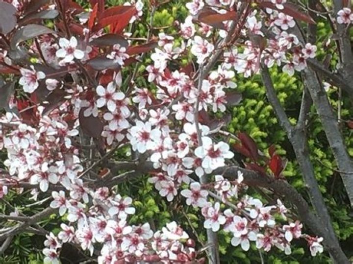 Quick Answer: Are Purpleleaf Sandcherry Bushes Safe For Dogs
