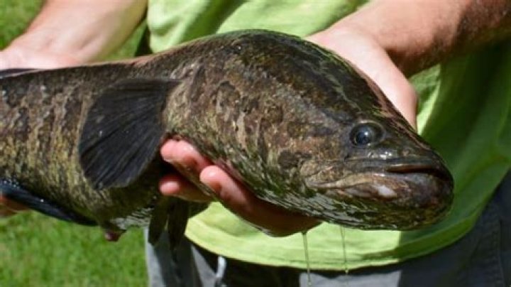 Quick Answer: Are Snakehead Fish Dangerous To Humans